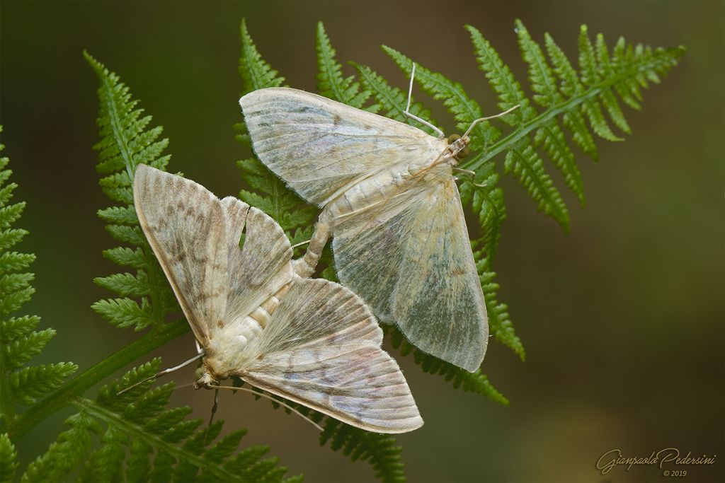 Determinazione: Eupithecia cretaceata?